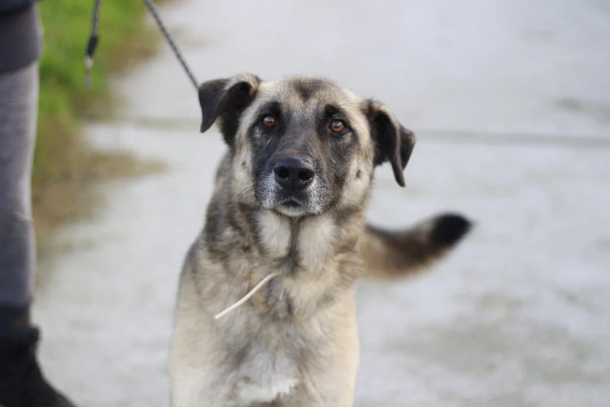 Vadim, male 5yo Mixed Breed for adoption at Ein Herz für Streuner e.V., München