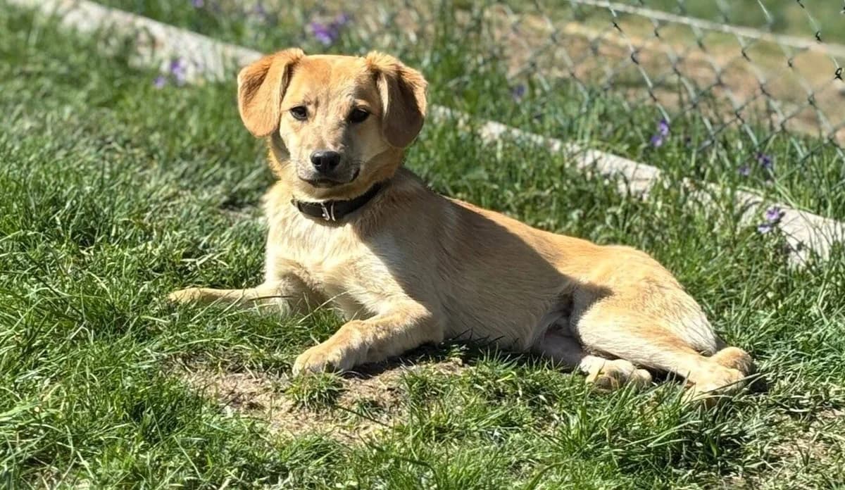 Vago, male puppy Mixed Breed for adoption at Ein Herz für Streuner e.V., München