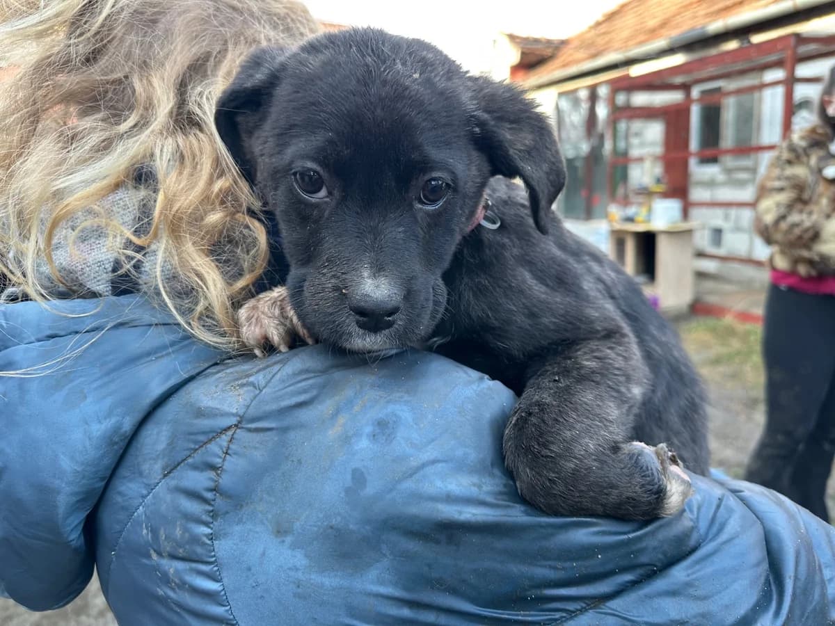Vaia, weiß female puppy Mixed Breed for adoption at Ein Herz für Streuner e.V., München