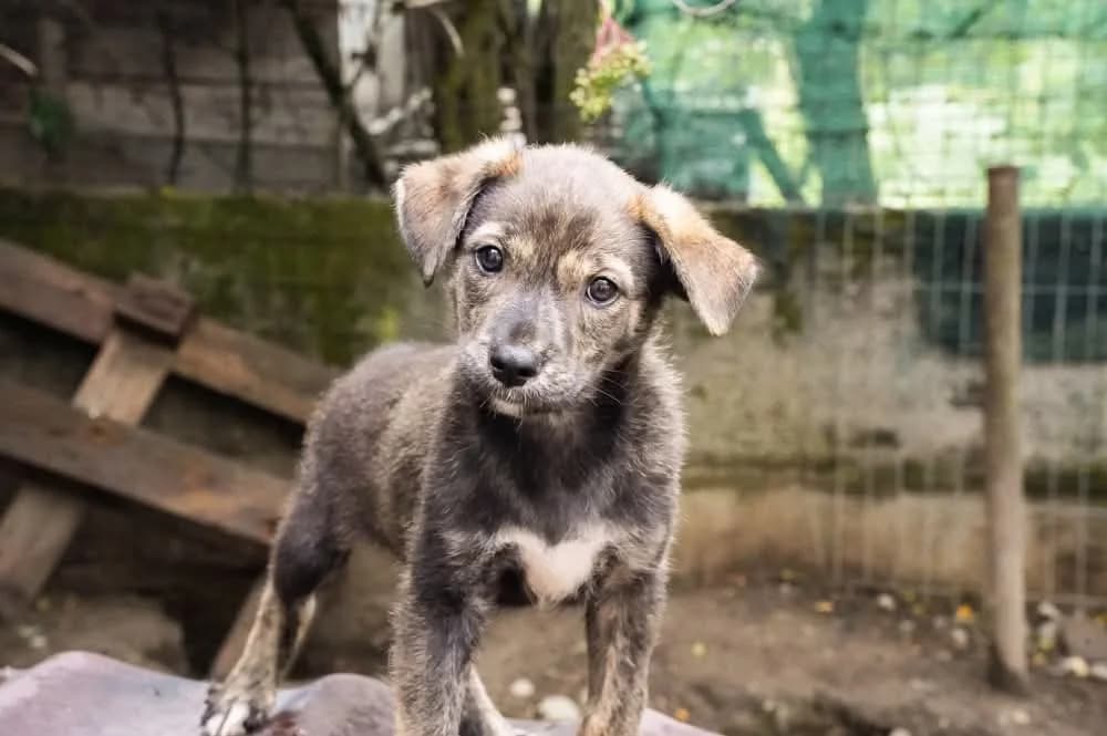 Valdi, male puppy Mixed Breed for adoption at Ein Herz für Streuner e.V., München