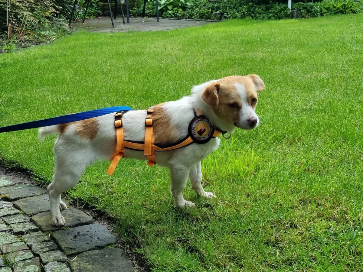 Valea, beige female young Mixed Breed for adoption at Ein Herz für Streuner e.V., München