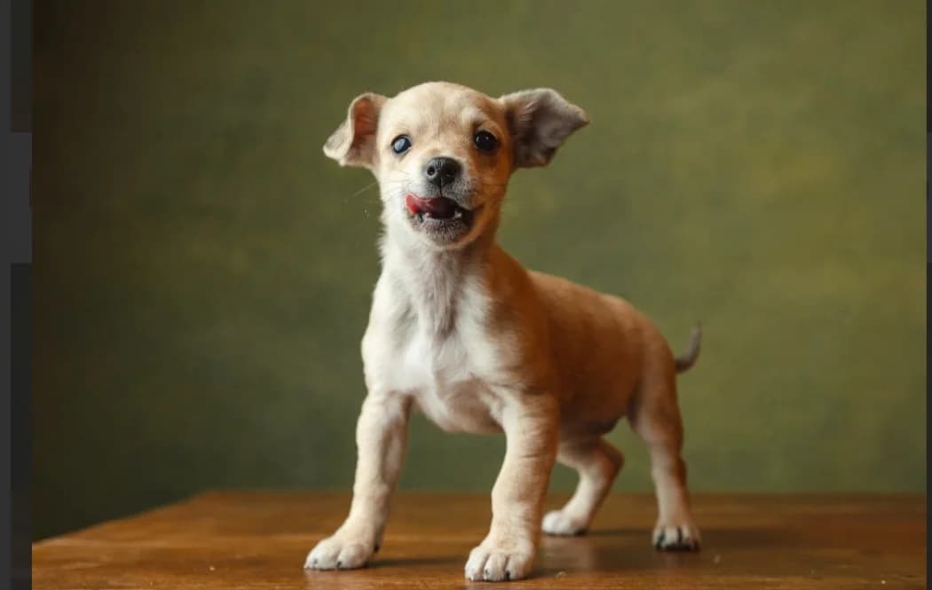 Valea, female puppy Mixed Breed for adoption at Ein Herz für Streuner e.V., München