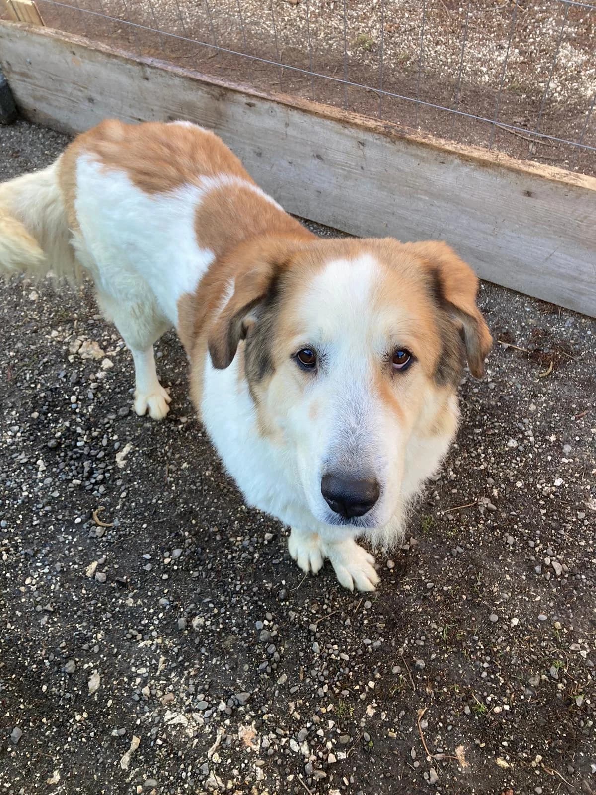 Valentin, beige male 6yo Mixed Breed for adoption at Ein Herz für Streuner e.V., München