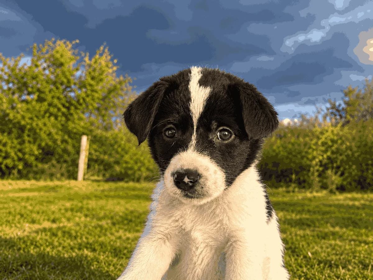 Valeria, schwarz female puppy Mixed Breed for adoption at Ein Herz für Streuner e.V., München