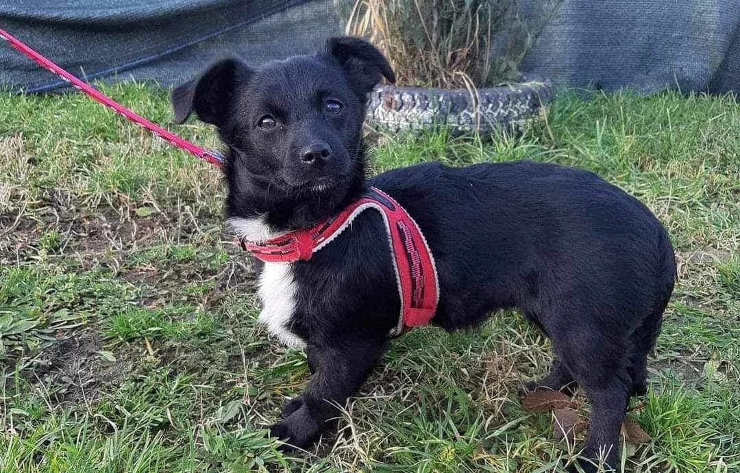 Valerie, weiß Mixed Breed for adoption at Ein Herz für Streuner e.V., München