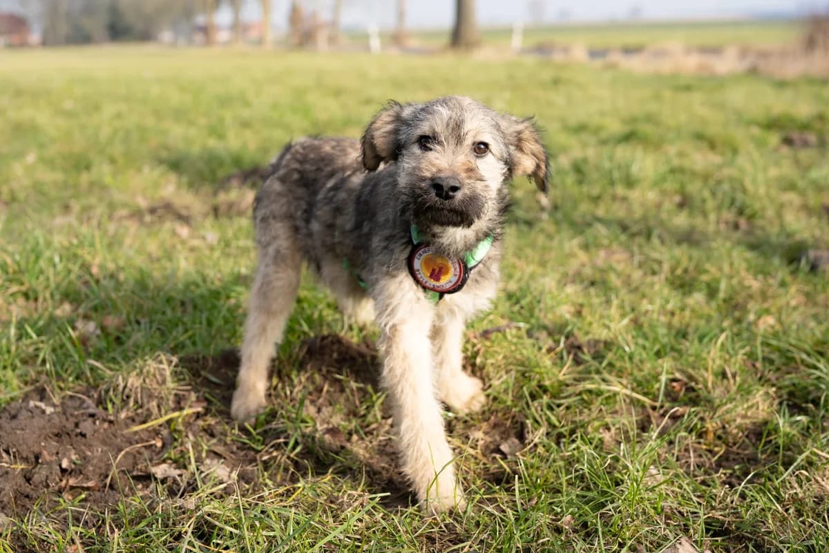 Valerie, female puppy Mixed Breed for adoption at Ein Herz für Streuner e.V., München
