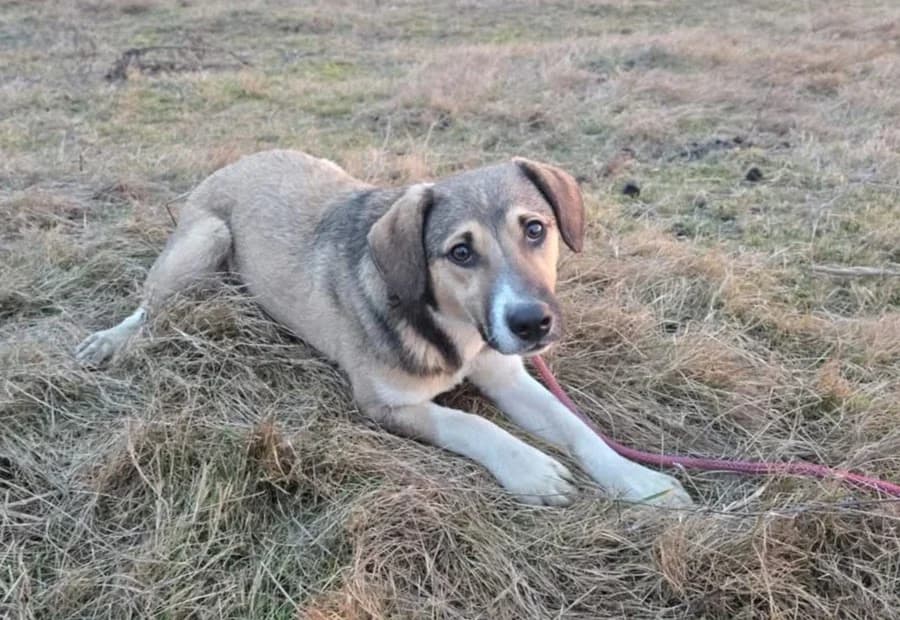 Valerio, male young Mixed Breed for adoption at Ein Herz für Streuner e.V., München