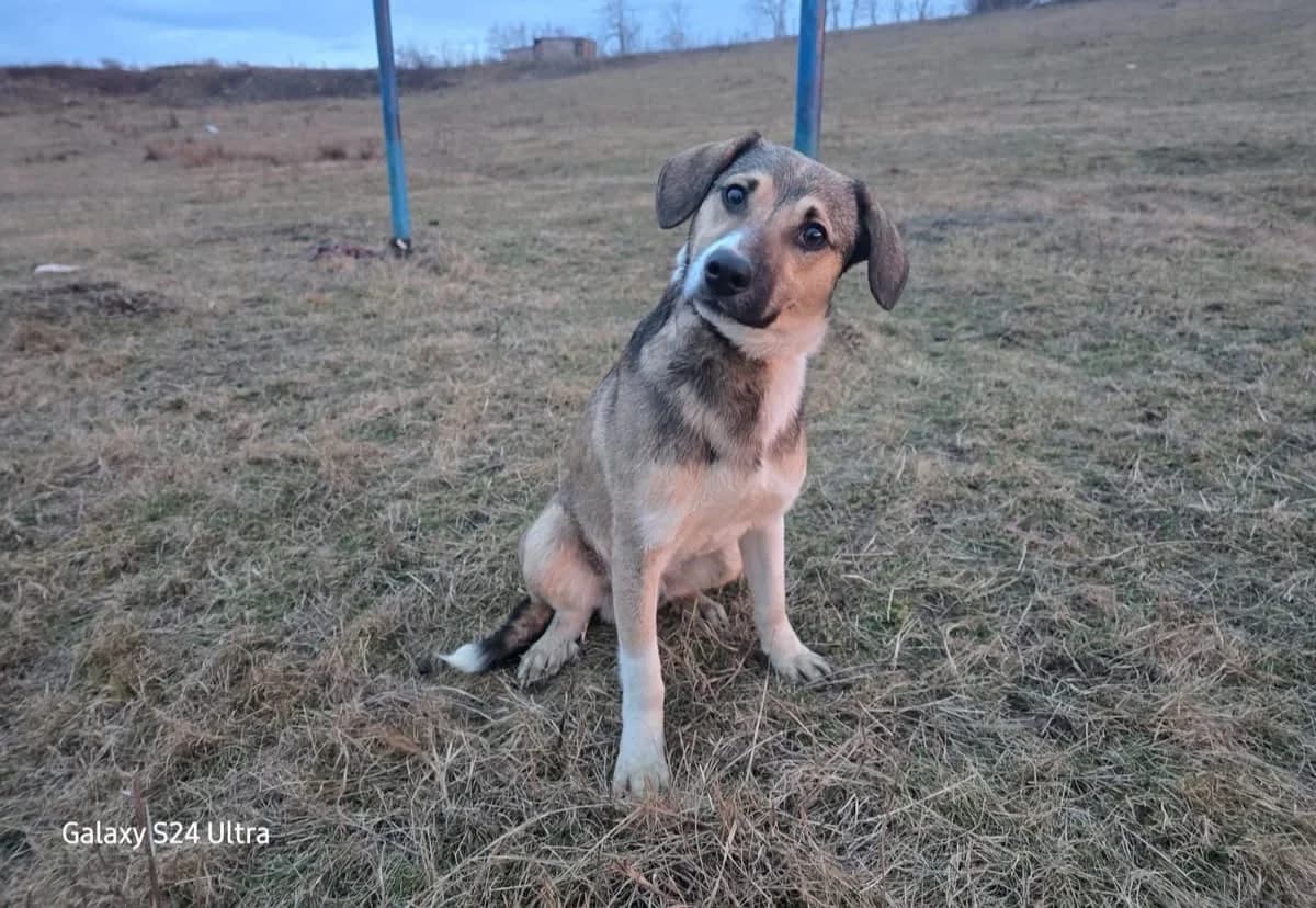 Valerio, male young Mixed Breed for adoption at Ein Herz für Streuner e.V., München