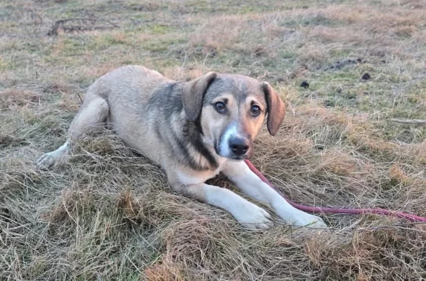 Valerio, male young Mixed Breed for adoption at Ein Herz für Streuner e.V., München
