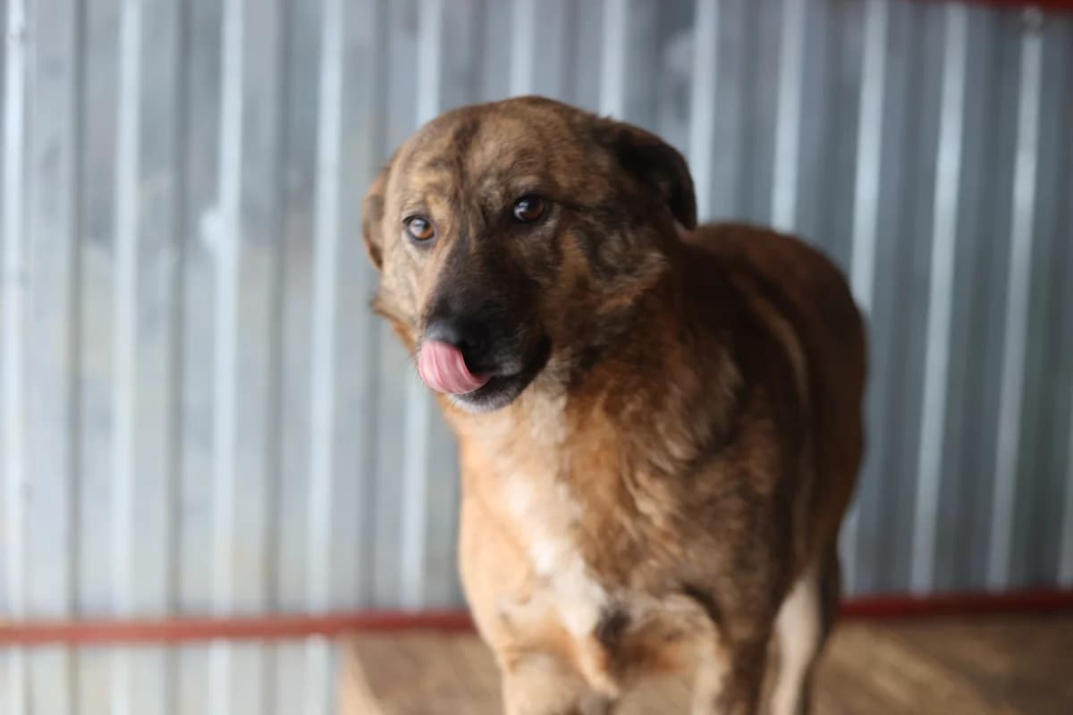 Vana, braun female 3yo Mixed Breed for adoption at Ein Herz für Streuner e.V., München