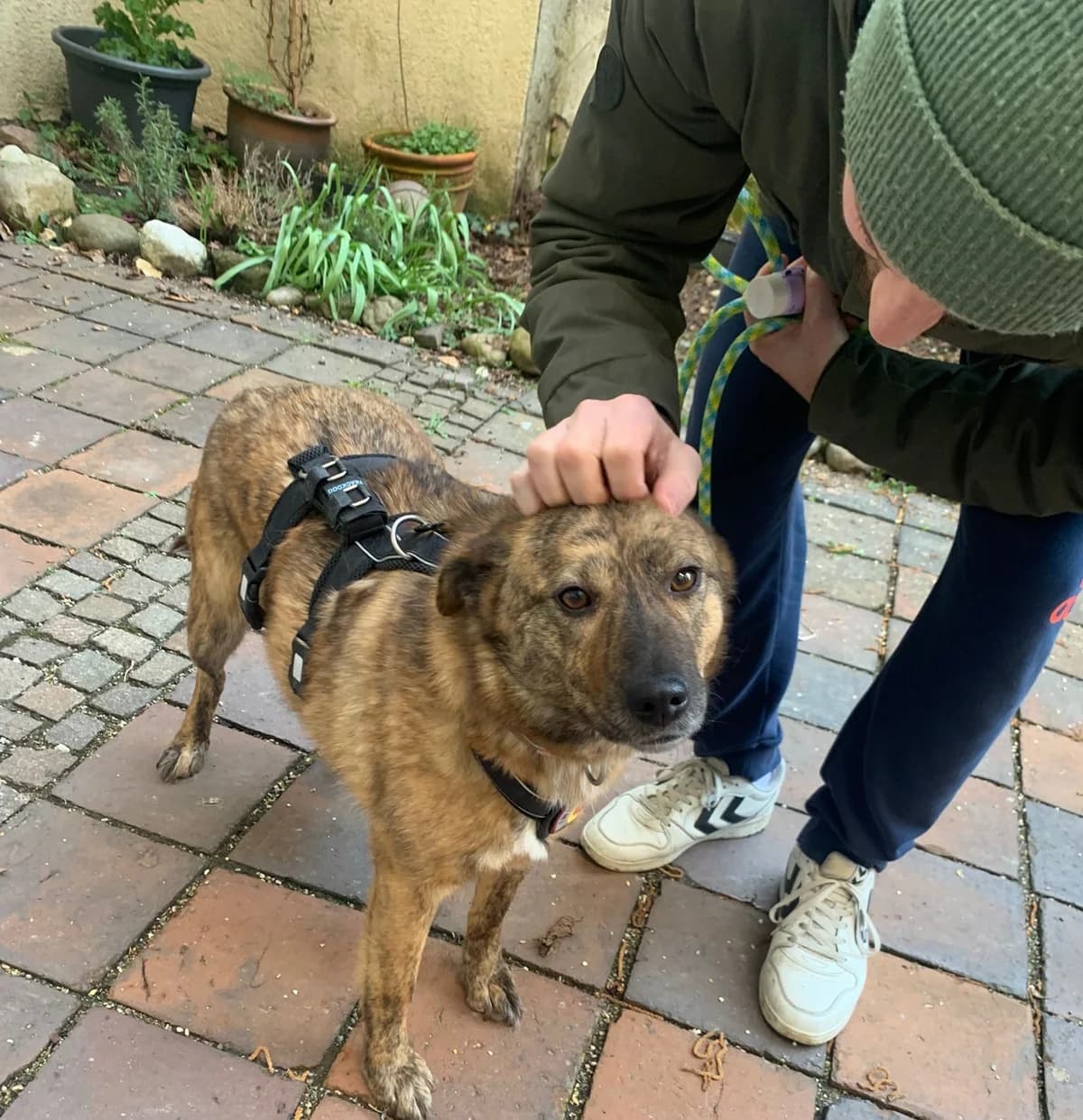 Vana, braun female 3yo Mixed Breed for adoption at Ein Herz für Streuner e.V., München