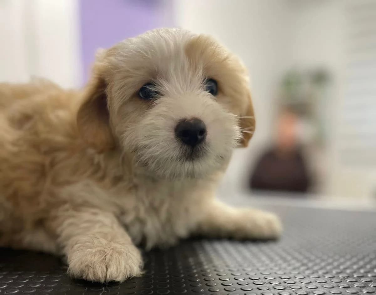 Vanilla, female puppy Mixed Breed for adoption at Ein Herz für Streuner e.V., München