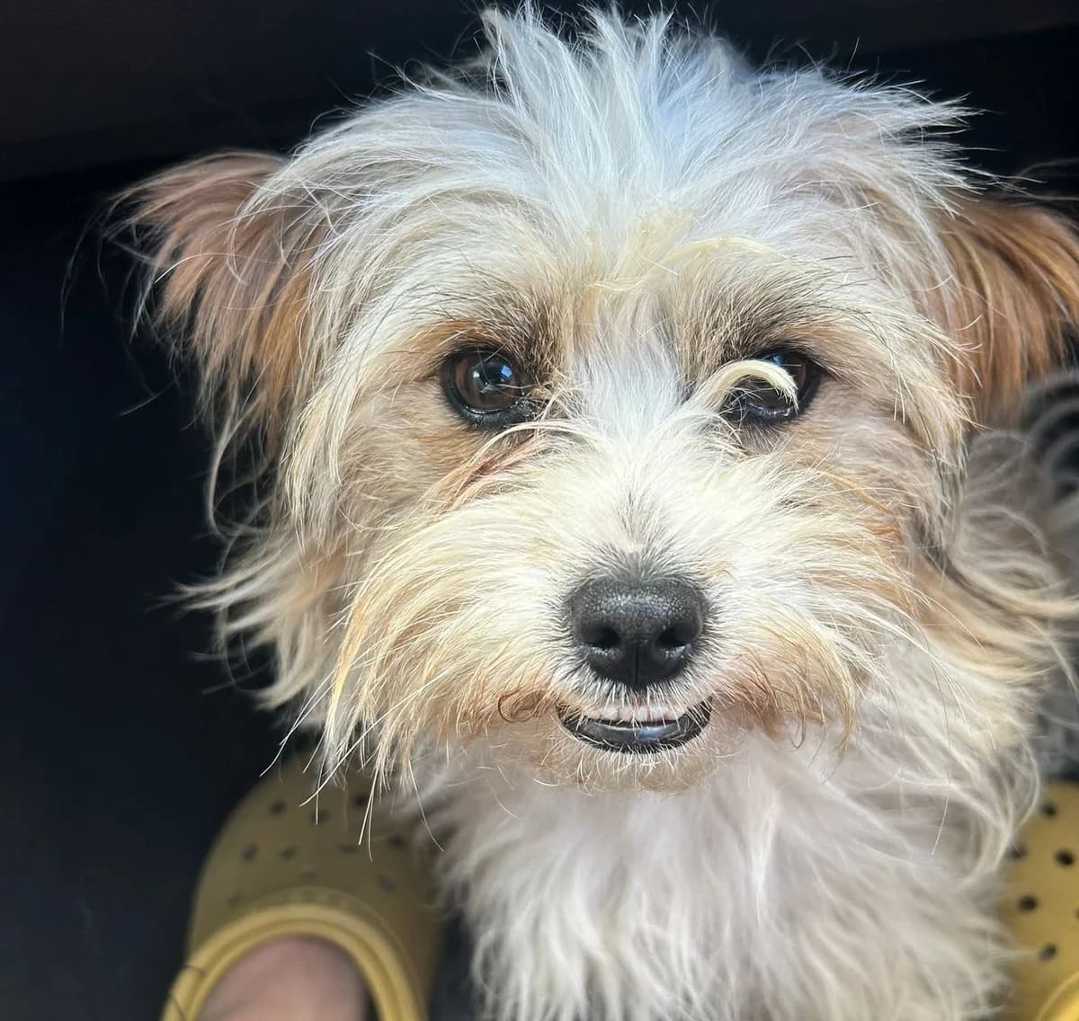 Vanilla, female young Mixed Breed for adoption at Ein Herz für Streuner e.V., München