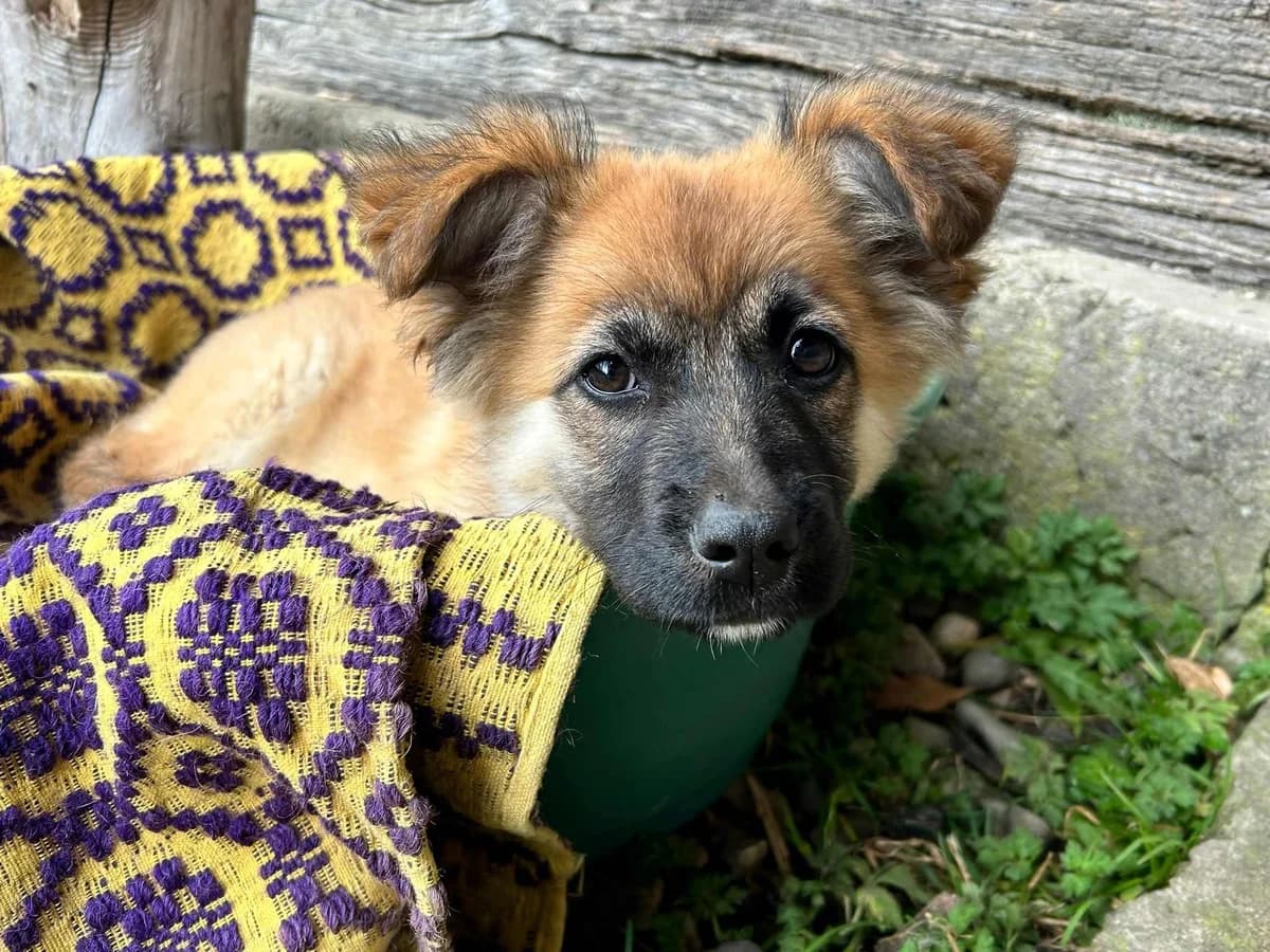 Vanja, female puppy Mixed Breed for adoption at Ein Herz für Streuner e.V., München