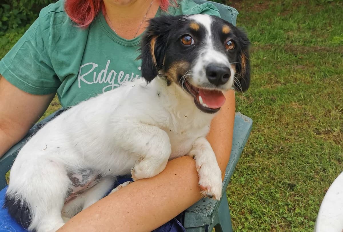 Vanya, female puppy Mixed Breed for adoption at Ein Herz für Streuner e.V., München