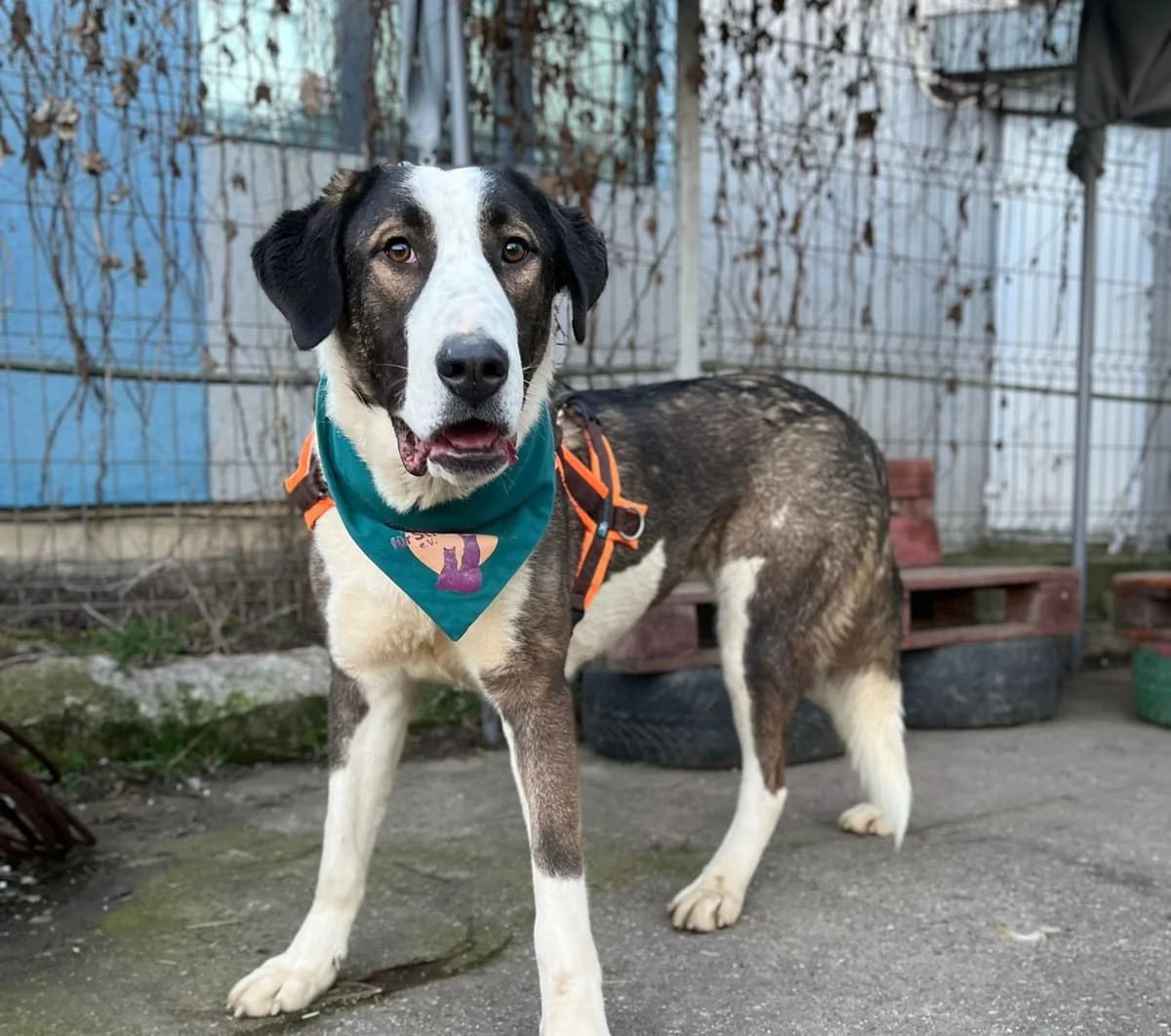 Vara, female young Mixed Breed for adoption at Ein Herz für Streuner e.V., München