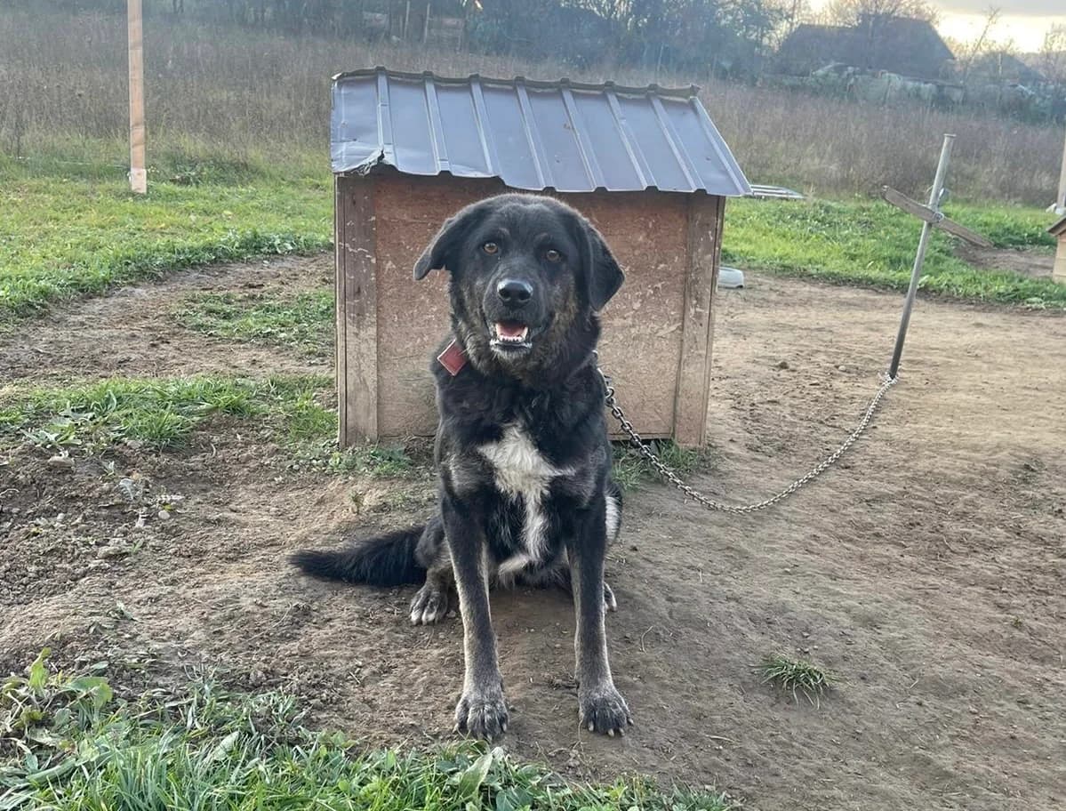 Vega, female 3yo Mixed Breed for adoption at Ein Herz für Streuner e.V., München