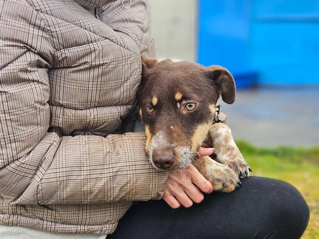 Vega, female young Mixed Breed for adoption at Ein Herz für Streuner e.V., München