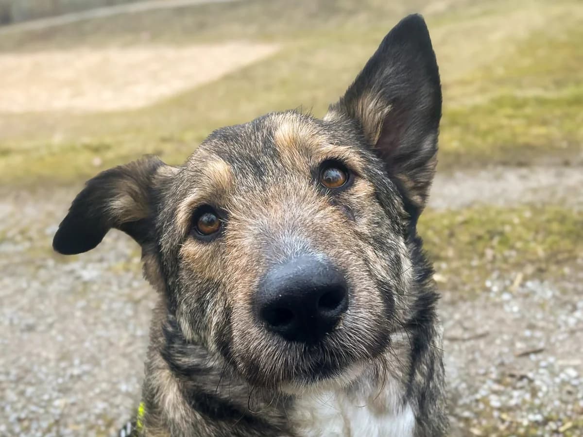 Vegas, braun female young Mixed Breed for adoption at Ein Herz für Streuner e.V., München