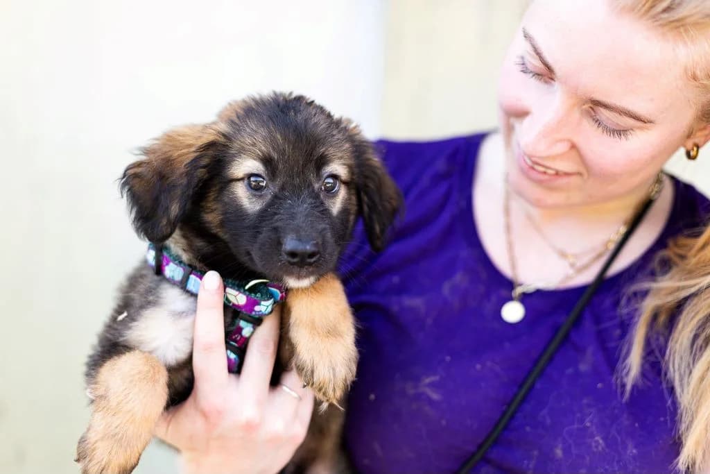 Veneziano, schwarz male puppy Mixed Breed for adoption at Ein Herz für Streuner e.V., München