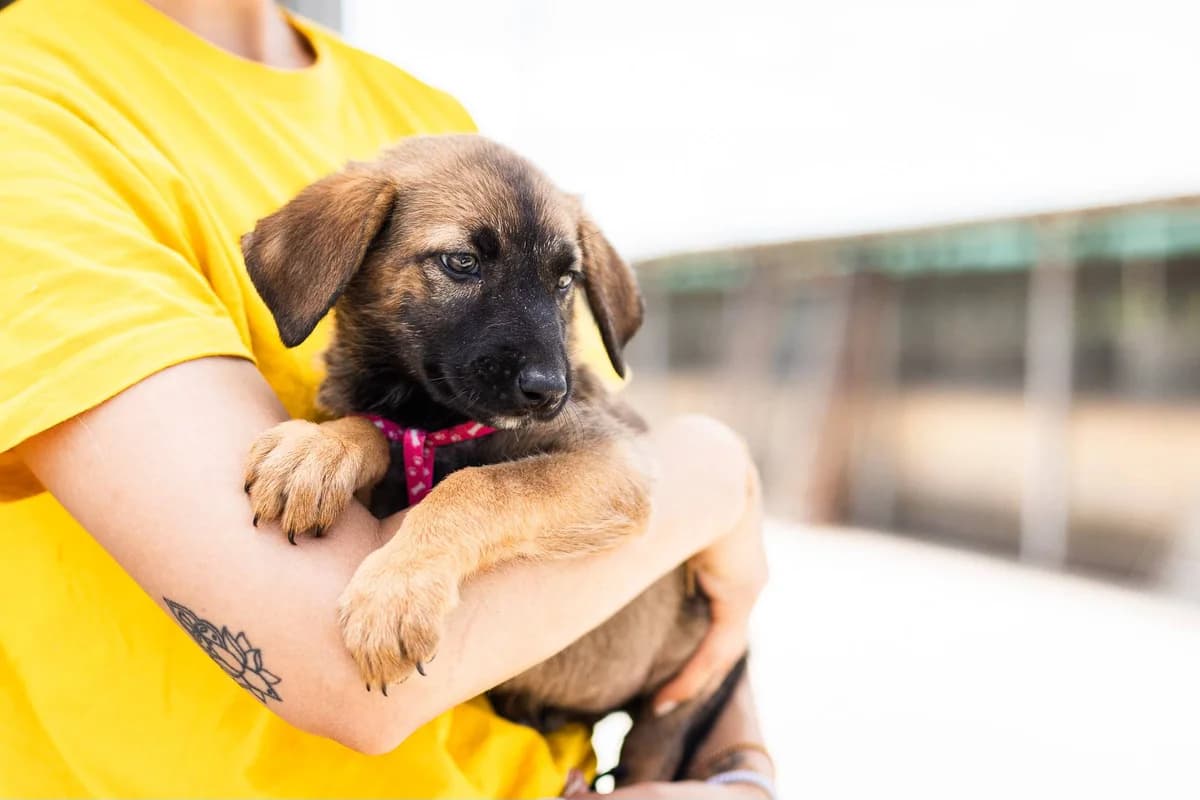 Ventura, female puppy Mixed Breed for adoption at Ein Herz für Streuner e.V., München