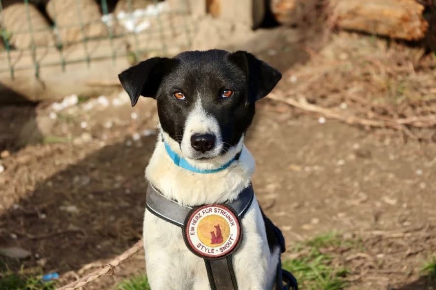 Viann, female 3yo Mixed Breed for adoption at Ein Herz für Streuner e.V., München