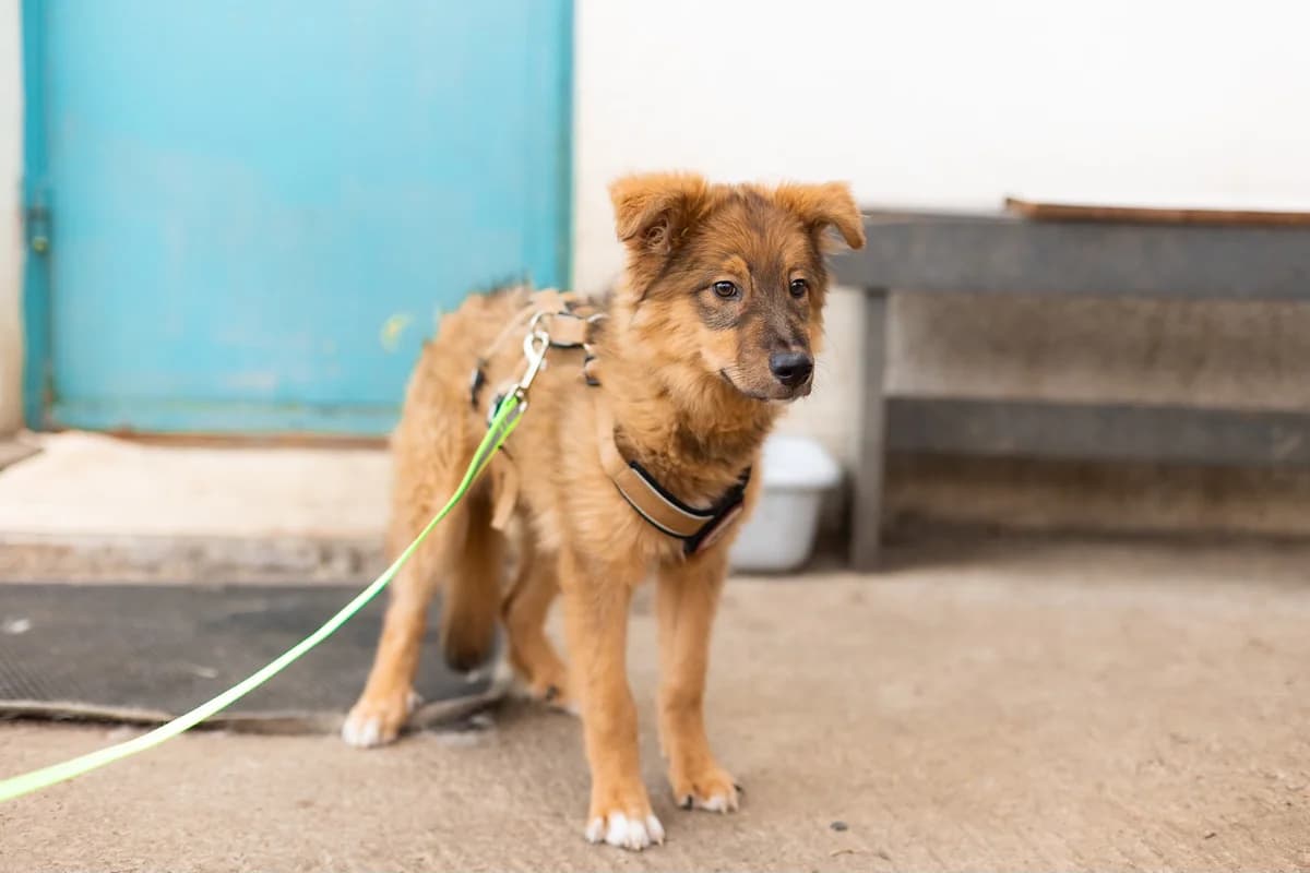 Vic, female puppy Mixed Breed for adoption at Ein Herz für Streuner e.V., München
