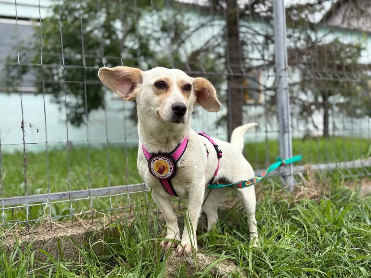 Vichy, female 5yo Mixed Breed for adoption at Ein Herz für Streuner e.V., München