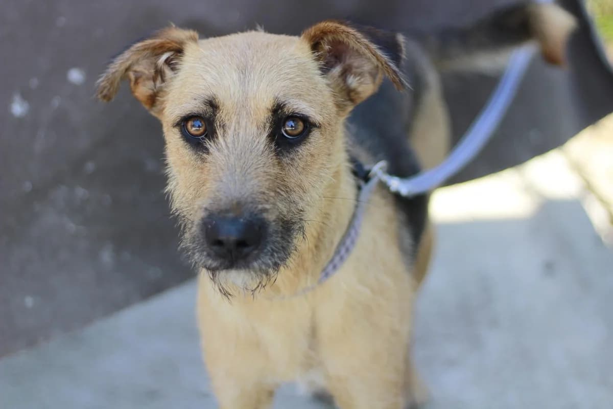 Vicky, schwarz female 3yo Mixed Breed for adoption at Ein Herz für Streuner e.V., München