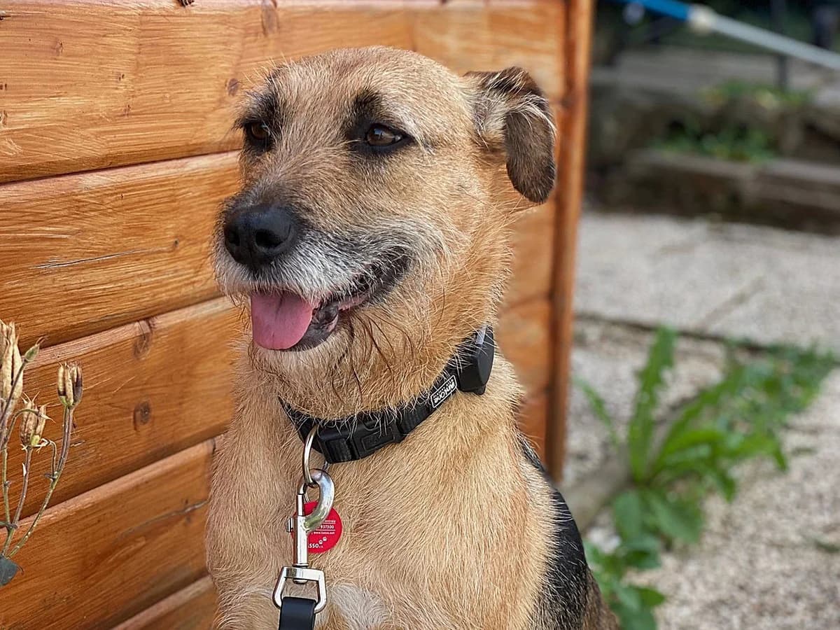 Vicky, female 4yo Mixed Breed for adoption at Ein Herz für Streuner e.V., München