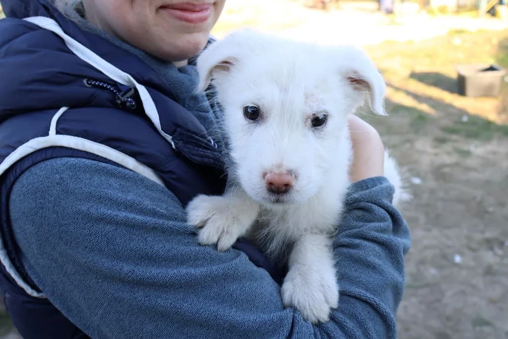 Victor, weiß male puppy Mixed Breed for adoption at Ein Herz für Streuner e.V., München