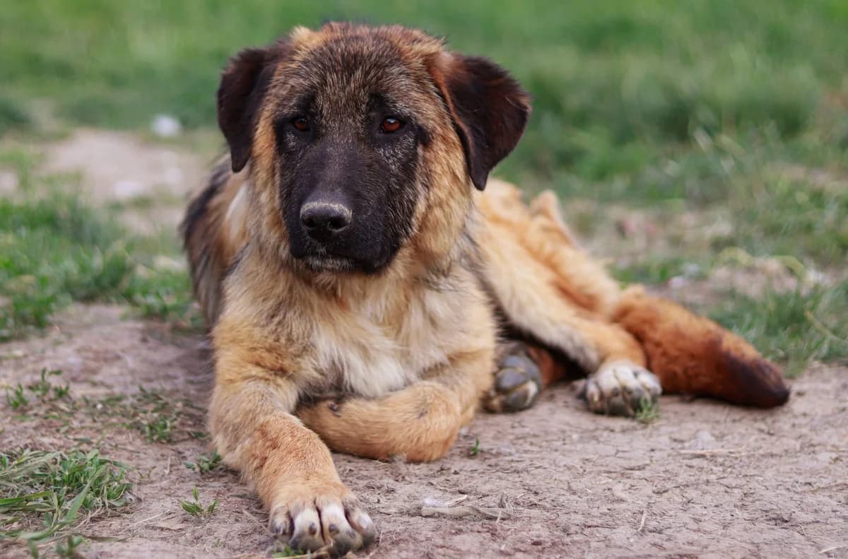 Victoria, female 5yo Mixed Breed for adoption at Ein Herz für Streuner e.V., München