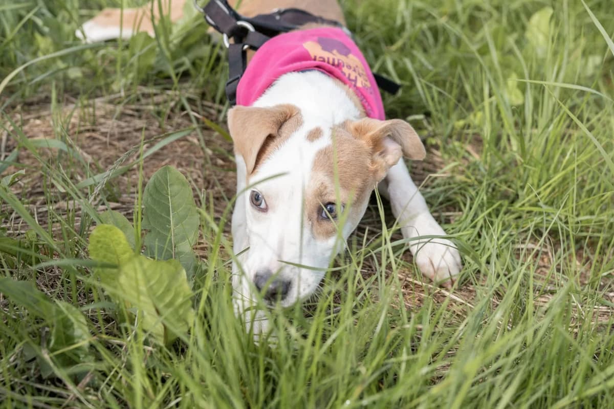 Vida, female puppy Mixed Breed for adoption at Ein Herz für Streuner e.V., München