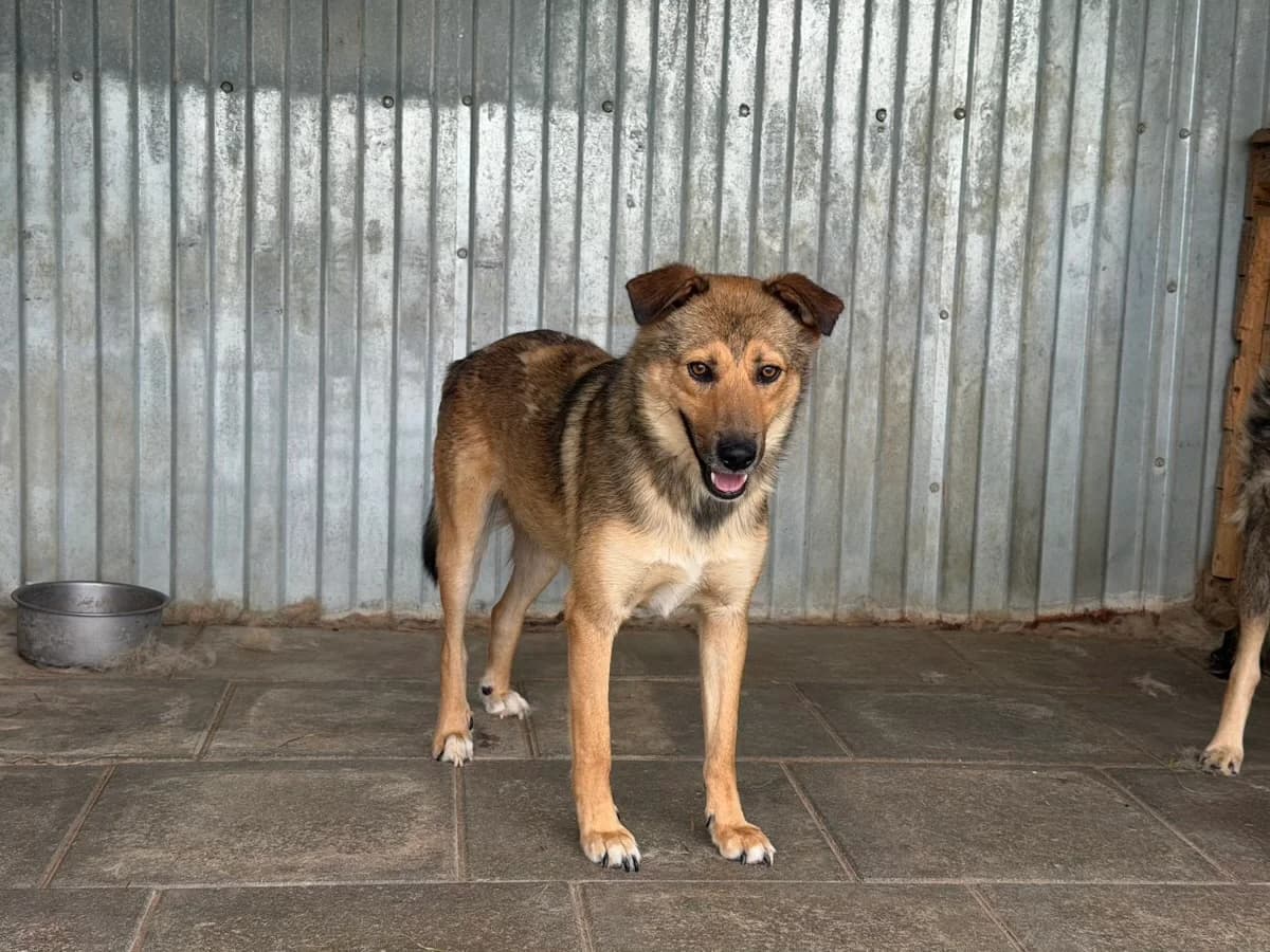 Vidal, male young Mixed Breed for adoption at Ein Herz für Streuner e.V., München