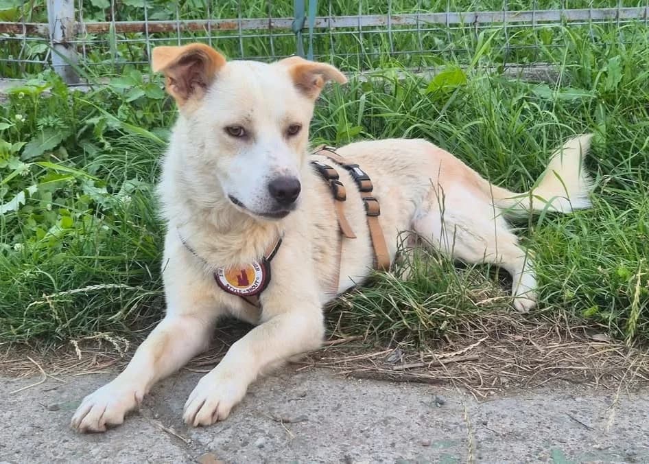 Vidar, male 5yo Mixed Breed for adoption at Ein Herz für Streuner e.V., München