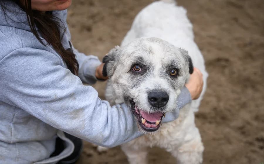 Viggo, male 5yo Mixed Breed for adoption at Ein Herz für Streuner e.V., München