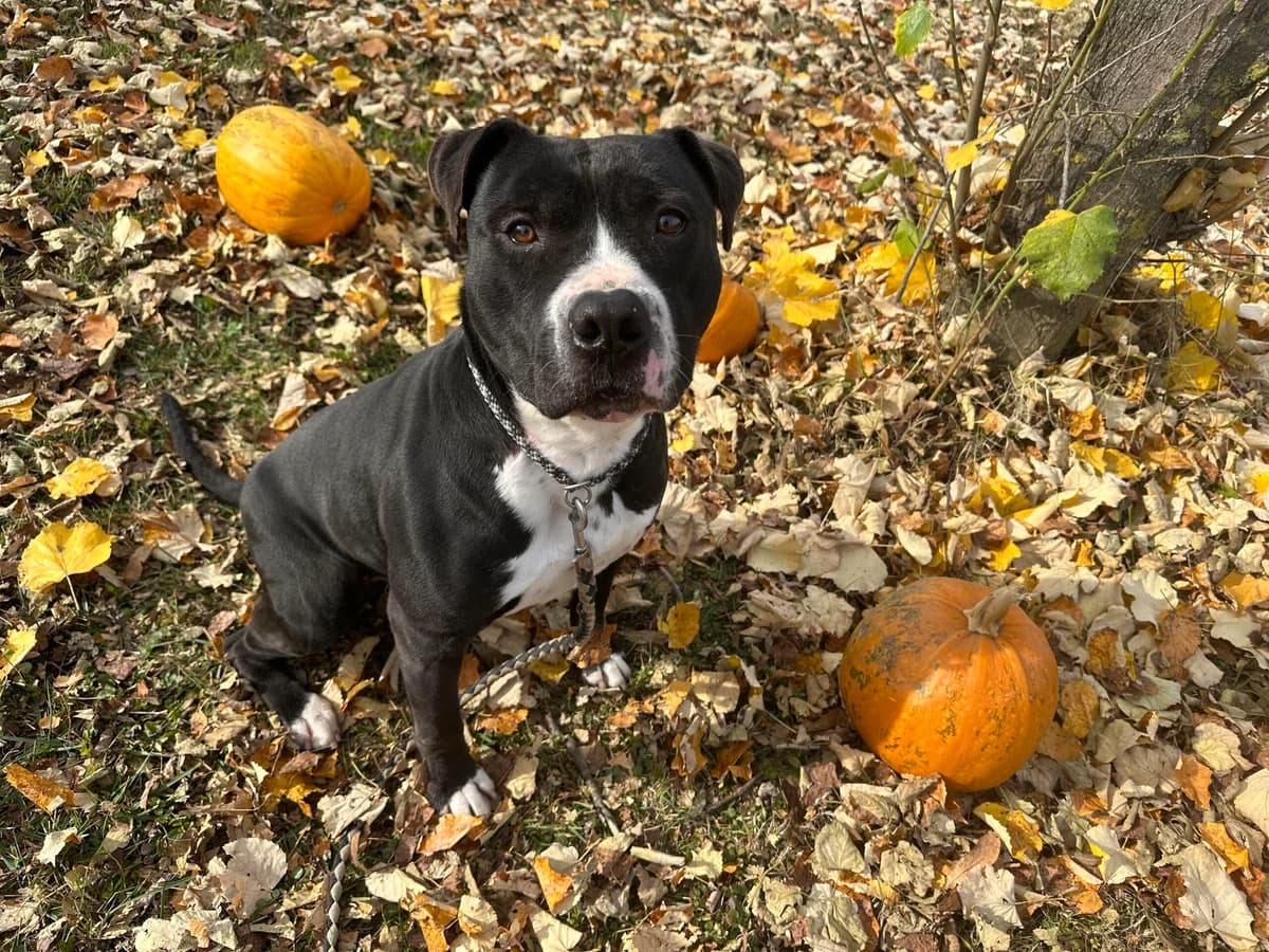 Viho, weiß male 5yo Mixed Breed for adoption at Ein Herz für Streuner e.V., München