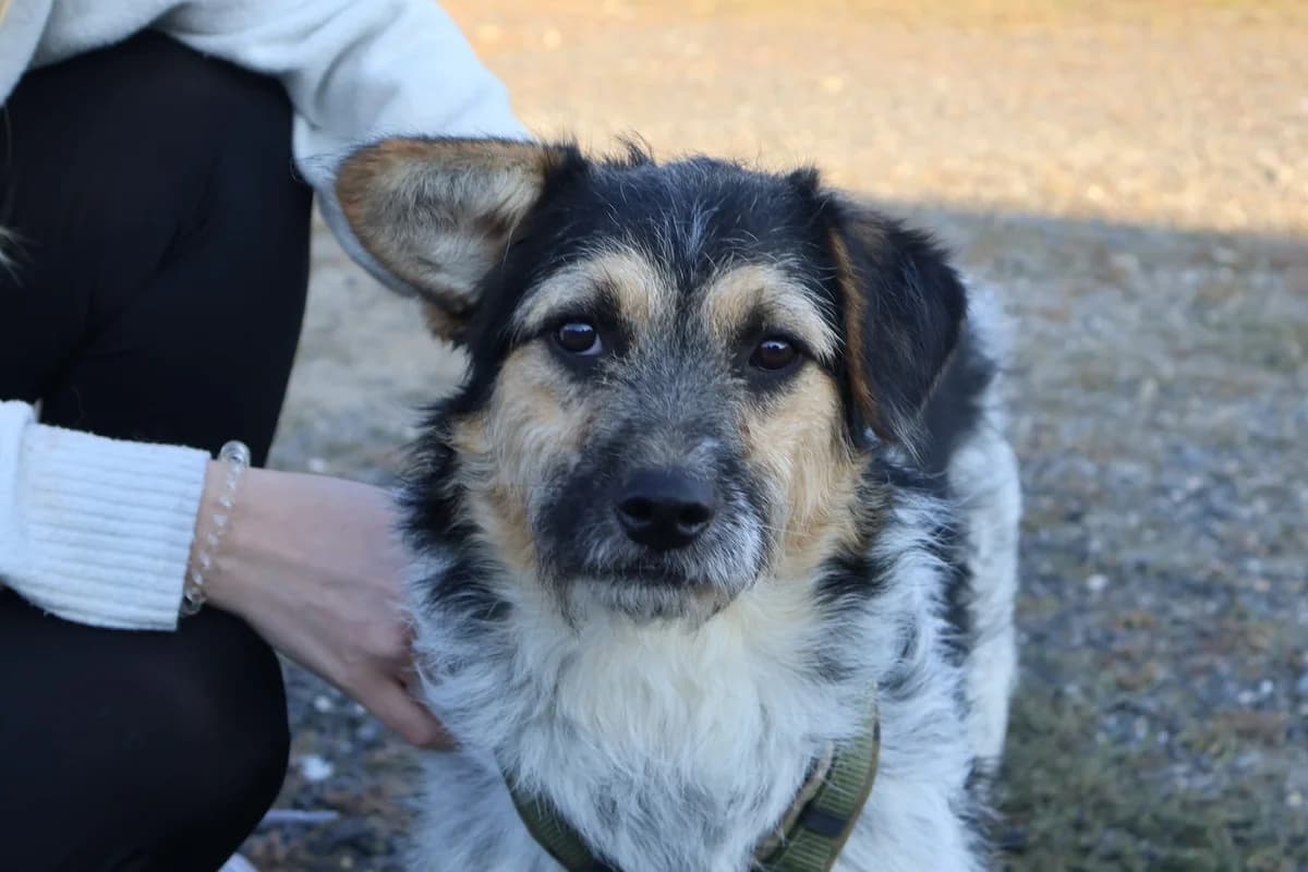 Vika, female young Mixed Breed for adoption at Ein Herz für Streuner e.V., München