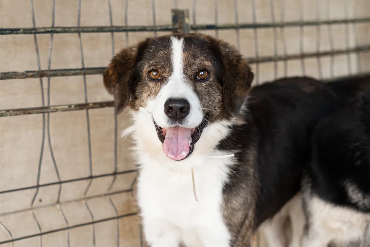 Vili, male senior Mixed Breed for adoption at Ein Herz für Streuner e.V., München