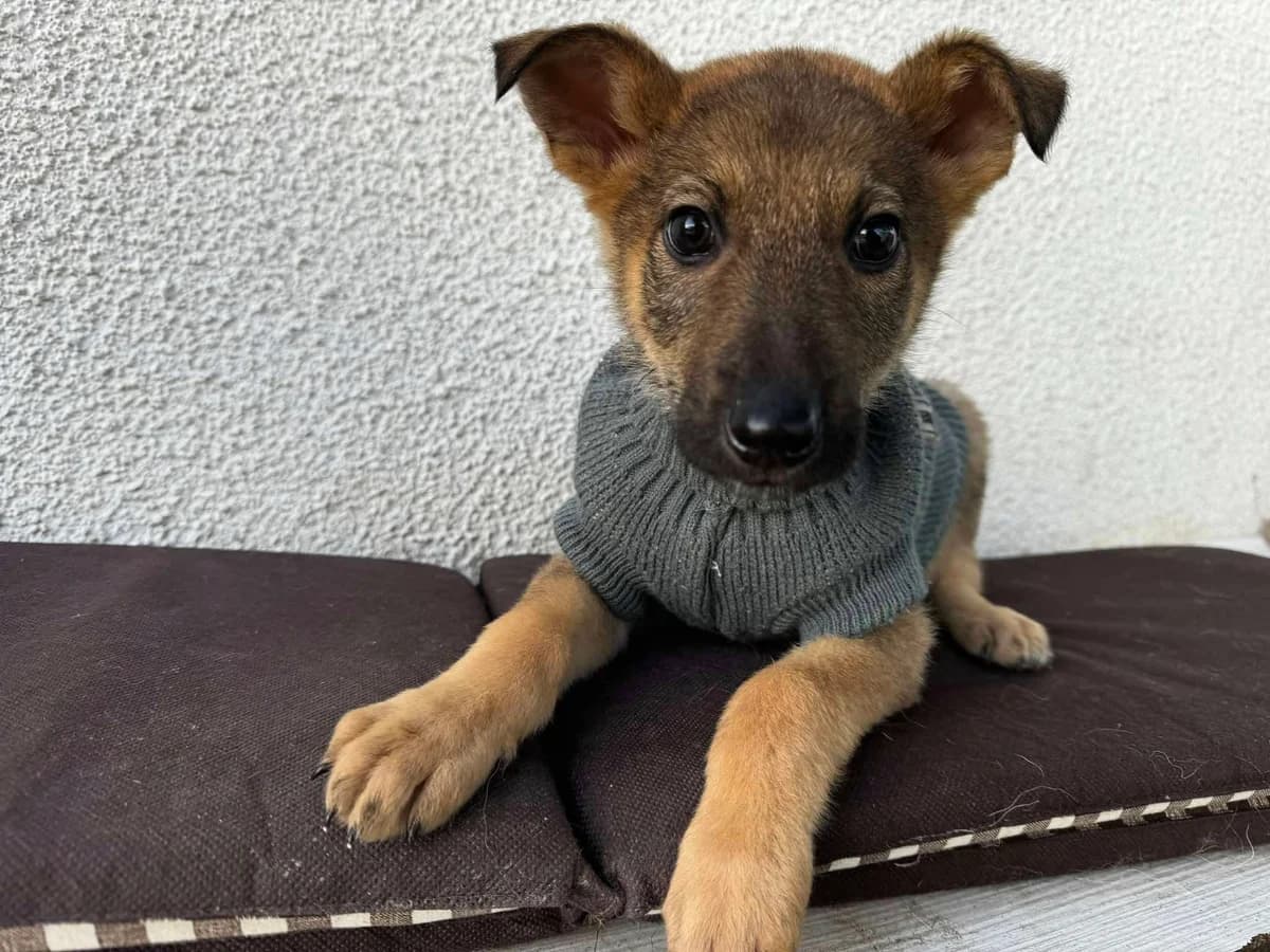 Ville, schwarz male puppy Mixed Breed for adoption at Ein Herz für Streuner e.V., München