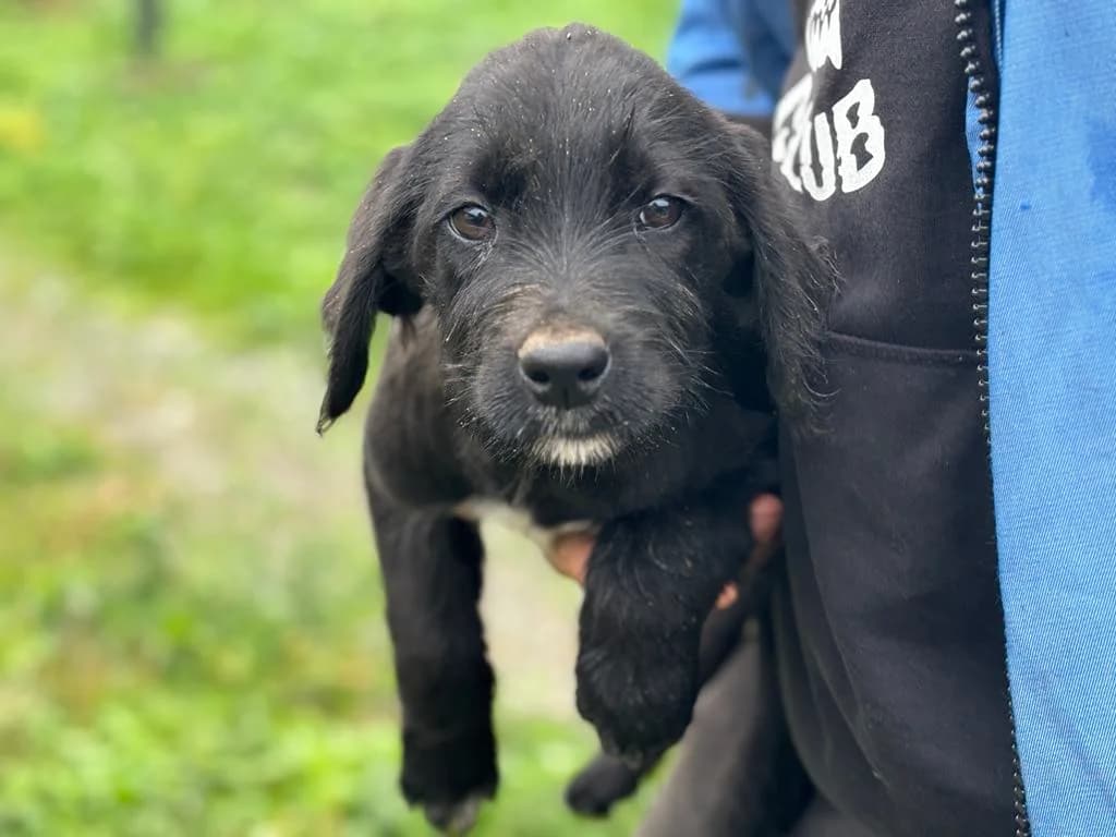 Villi, weiß male puppy Mixed Breed for adoption at Ein Herz für Streuner e.V., München