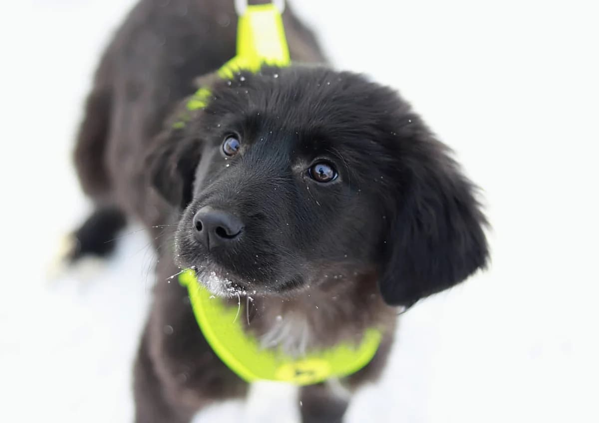 Vin, braun male puppy Mixed Breed for adoption at Ein Herz für Streuner e.V., München