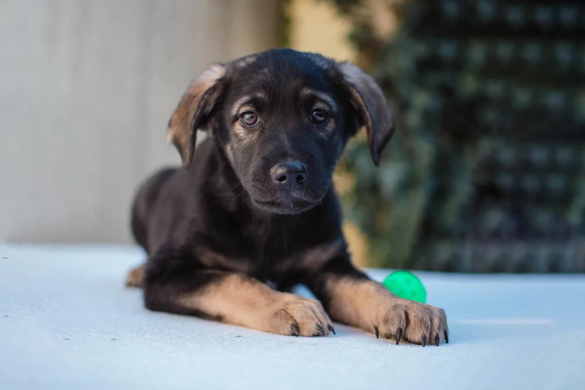 Vince, schwarz male puppy Mixed Breed for adoption at Ein Herz für Streuner e.V., München