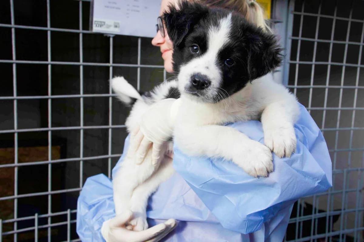 Vince, weiß male puppy Mixed Breed for adoption at Ein Herz für Streuner e.V., München