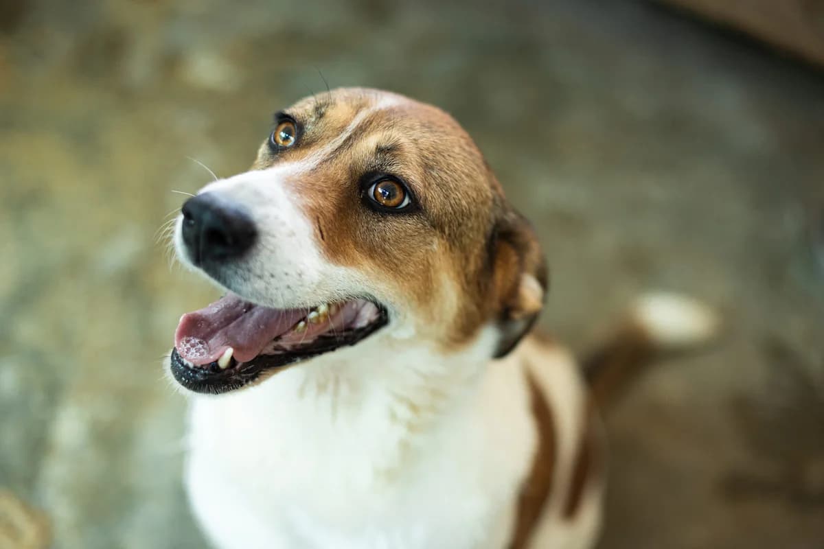 Vinka, female 6yo Mixed Breed for adoption at Ein Herz für Streuner e.V., München
