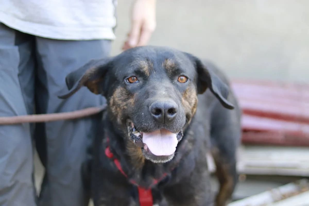 Vino, male 5yo Mixed Breed for adoption at Ein Herz für Streuner e.V., München