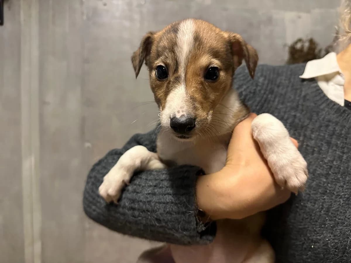 Viola, weiß female puppy Mixed Breed for adoption at Ein Herz für Streuner e.V., München
