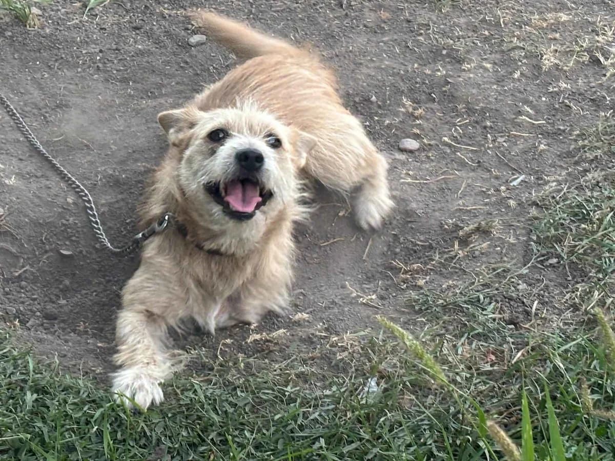 Viola, female 5yo Mixed Breed for adoption at Ein Herz für Streuner e.V., München