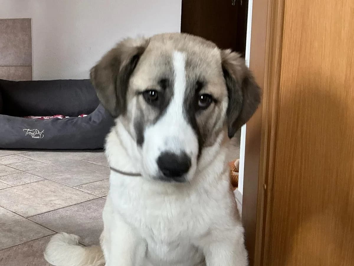 Viola, female puppy Mixed Breed for adoption at Ein Herz für Streuner e.V., München