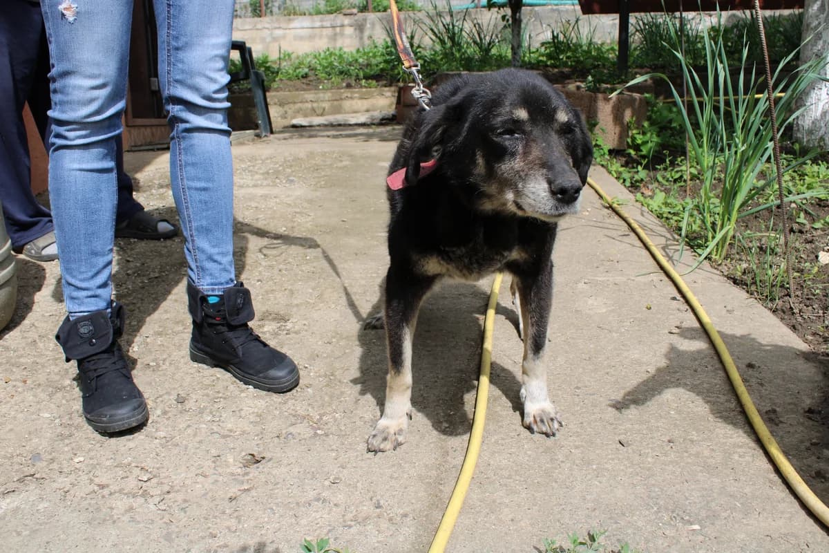 Violina, female senior Mixed Breed for adoption at Ein Herz für Streuner e.V., München
